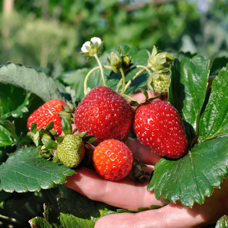 Planting & Growing - MCK Hardware Edenderry