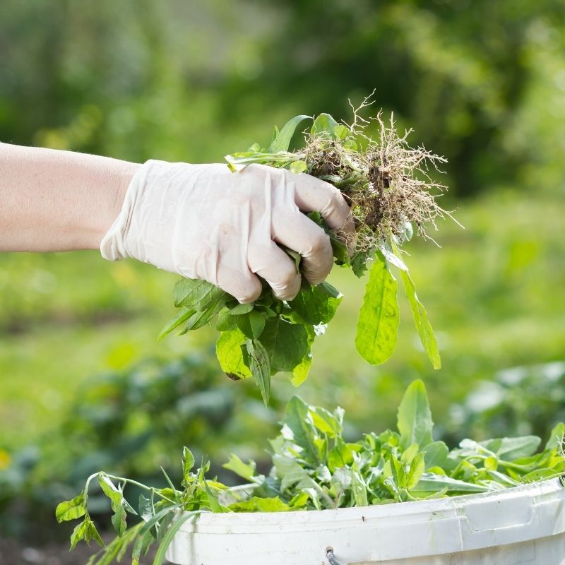 Weed Control - MCK Hardware Edenderry